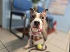 Chilli Staffordshire Bull Terrier Young Female
