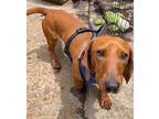 Peanut Dachshund Adult Male