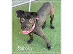 SABELLA American Bulldog Young Female