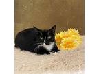 Portal Domestic Shorthair Young Female
