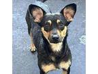 Serena Lancashire Heeler Young Female