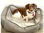Penny Dachshund Adult Female
