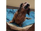 Boone Dachshund Adult Male