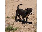 Major Boxer Puppy Female