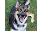 Adopt Melvin a Shepherd, Husky