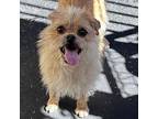 Static Brussels Griffon Young Female