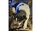 ROCKY Pug Young Male