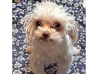 Kaleen Maltese Adult Female