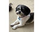 Scruff Shih Tzu Adult Male