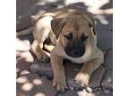 Mud Black Mouth Cur Puppy Male