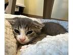 Bramble Domestic Shorthair Kitten Female