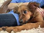 KENNY Chiweenie Puppy Male