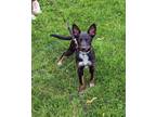 Adopt Vegas a Cocker Spaniel, Australian Cattle Dog / Blue Heeler