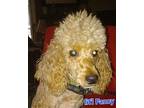 Fancy (2) Poodle (Miniature) Adult Female