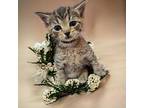 Ninja Domestic Shorthair Kitten Male