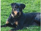Nutmeg Rottweiler Adult Female