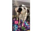 Carrie American Pit Bull Terrier Adult Female