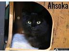 Ahsoka Domestic Mediumhair Young Female