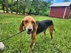 Larry Hound (Unknown Type) Adult Male