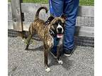 Rowan - $25 Adoption Fee Special Boxer Adult Male