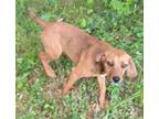 Smudge Beagle Puppy Female