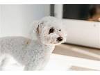Sophie Maltese Senior Female