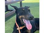Adopt Philippe - Adopt Me! a Doberman Pinscher
