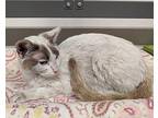 DEE DEE Siamese Young Female