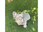 Kevin French Bulldog Puppy Male