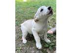 Ann Labrador Retriever Puppy Female