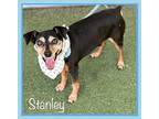 STANLEY Miniature Pinscher Senior Male