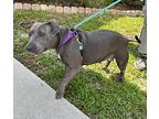 Cici Weimaraner Adult Female