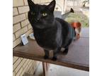 Adopt Stefan a Domestic Short Hair