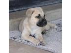 Miss Red Black Mouth Cur Puppy Female