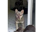 Milo French Bulldog Puppy Male