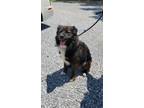 Adopt Shadow a Newfoundland Dog