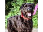 Adopt Mike a Black Labrador Retriever, Standard Poodle