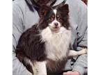 Adopt LONE RANGER a Australian Shepherd