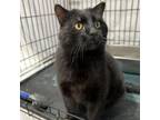 Adopt Blackie a Domestic Short Hair