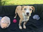 Adopt Simon a Pit Bull Terrier