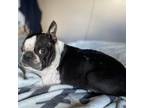 Adopt Sonny a Boston Terrier