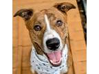 Adopt Trapp a Mixed Breed, Pit Bull Terrier