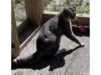 Adopt Rizzo a Domestic Short Hair
