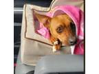 Adopt Cosmo a Miniature Pinscher