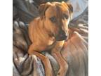Adopt Mallu - FOSTER NEEDED a Labrador Retriever, Mixed Breed