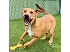 Adopt Bari a Golden Retriever, Catahoula Leopard Dog