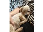 Adopt Billy a Lhasa Apso