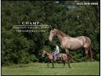 Meet Champ Champagne Tennessee Walking Gelding - Available on [url removed]