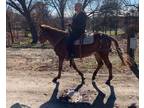 Great riding mule