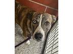 Sophia American Pit Bull Terrier Adult Female